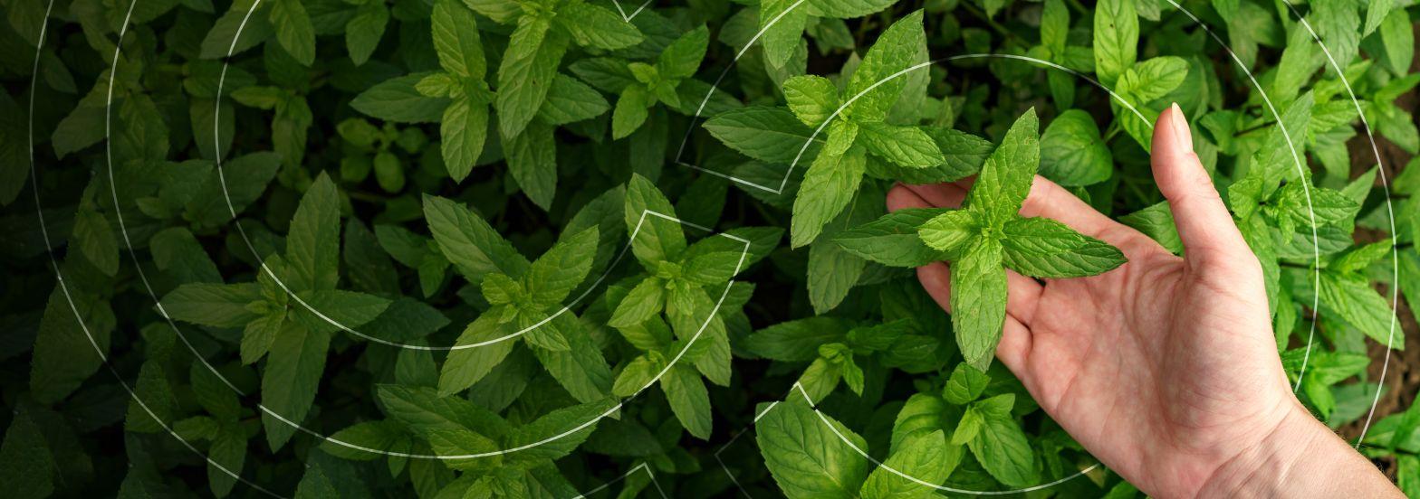 Find out how tech olutions such as Centric PLM can support your sustainability objectives Call to Action